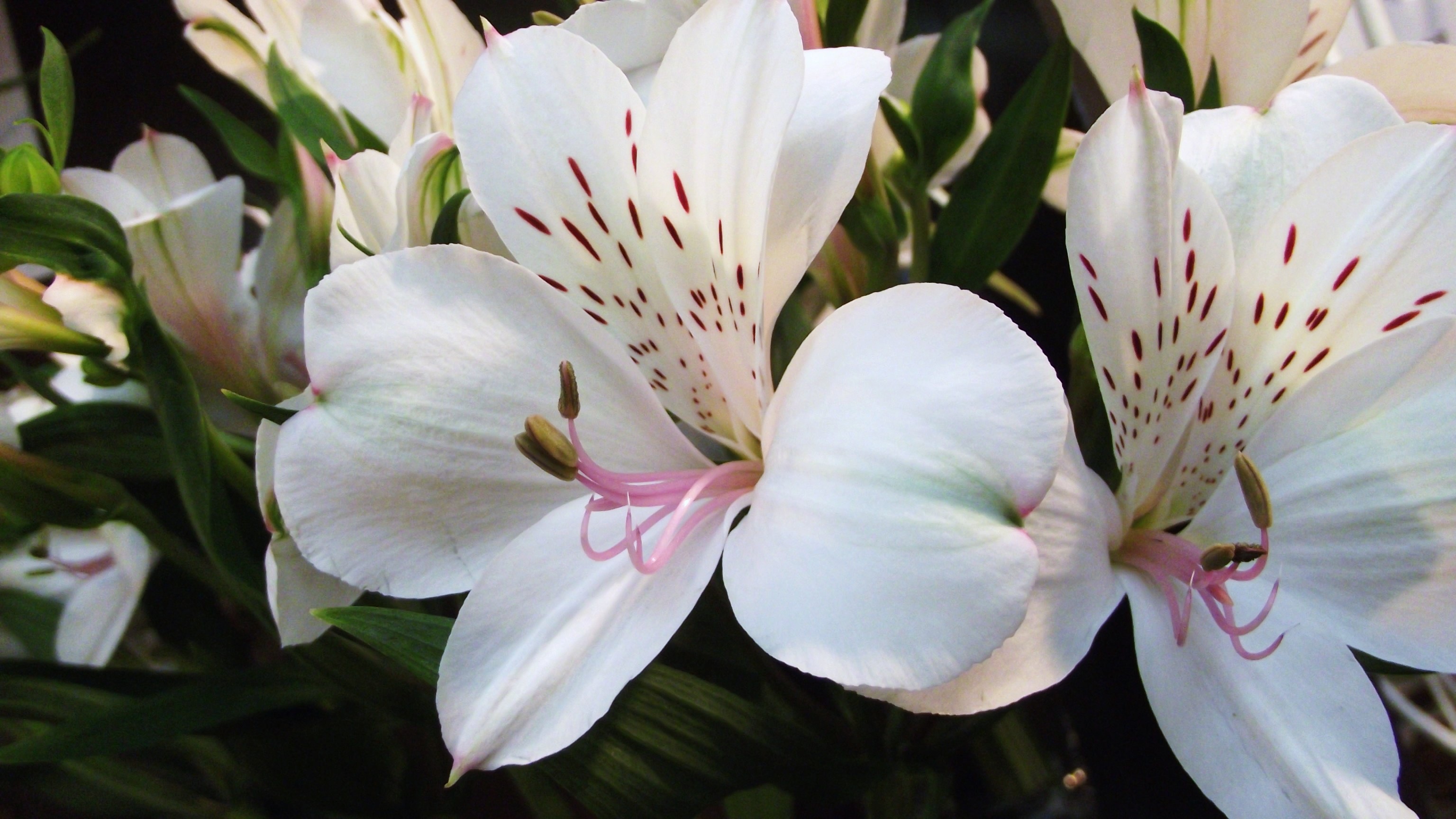 アルストロメリア・ホワイトハート | 帯広市・花屋 | お花の事ならM's flower