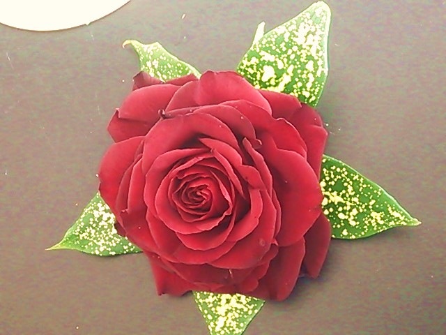 ms-flowerフローラルスクール