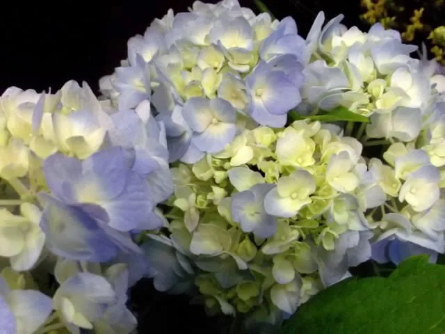 紫陽花 帯広市 花屋 お花の事ならm S Flower