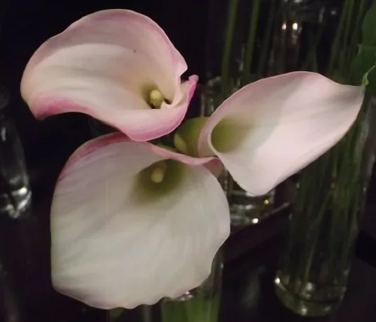 カラー ピンクメロディ 帯広市 花屋 お花の事ならm S Flower