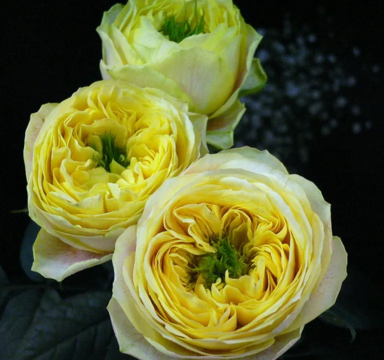 バラ・レモンラナンキュラ | 帯広市・花屋 | お花の事ならM's flower