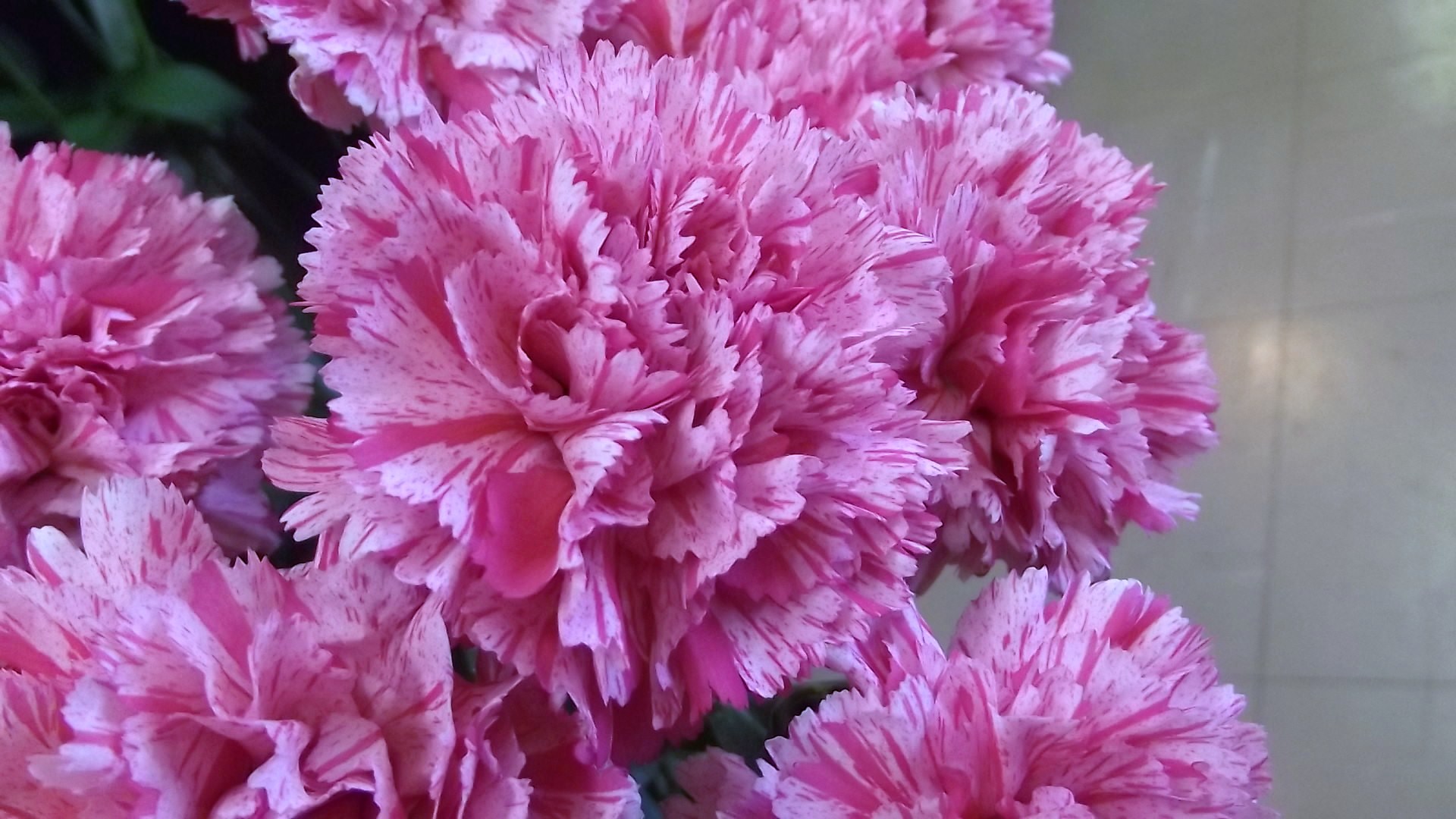 シムカーネーション･ピンクミュージック 帯広市・花屋 お花の事ならM's flower