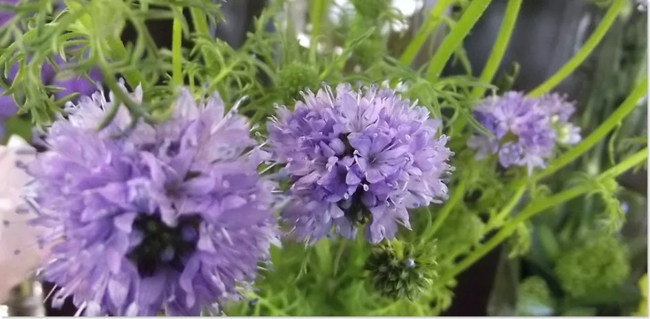 ギリア レプタンサ 帯広市 花屋 お花の事ならm S Flower