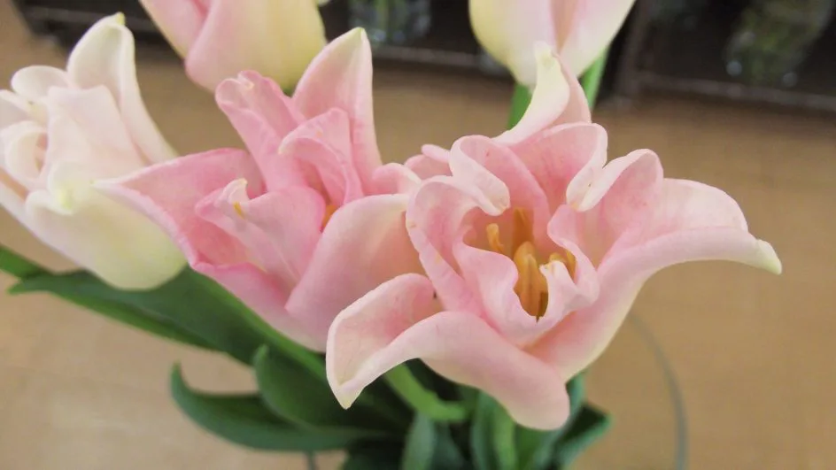 チューリップ クラウンオブダイナスティ 帯広市 花屋 お花の事ならm S Flower