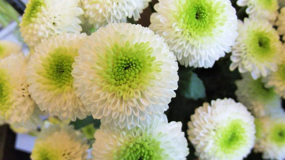 Spマム フェリー 帯広市 花屋 お花の事ならm S Flower