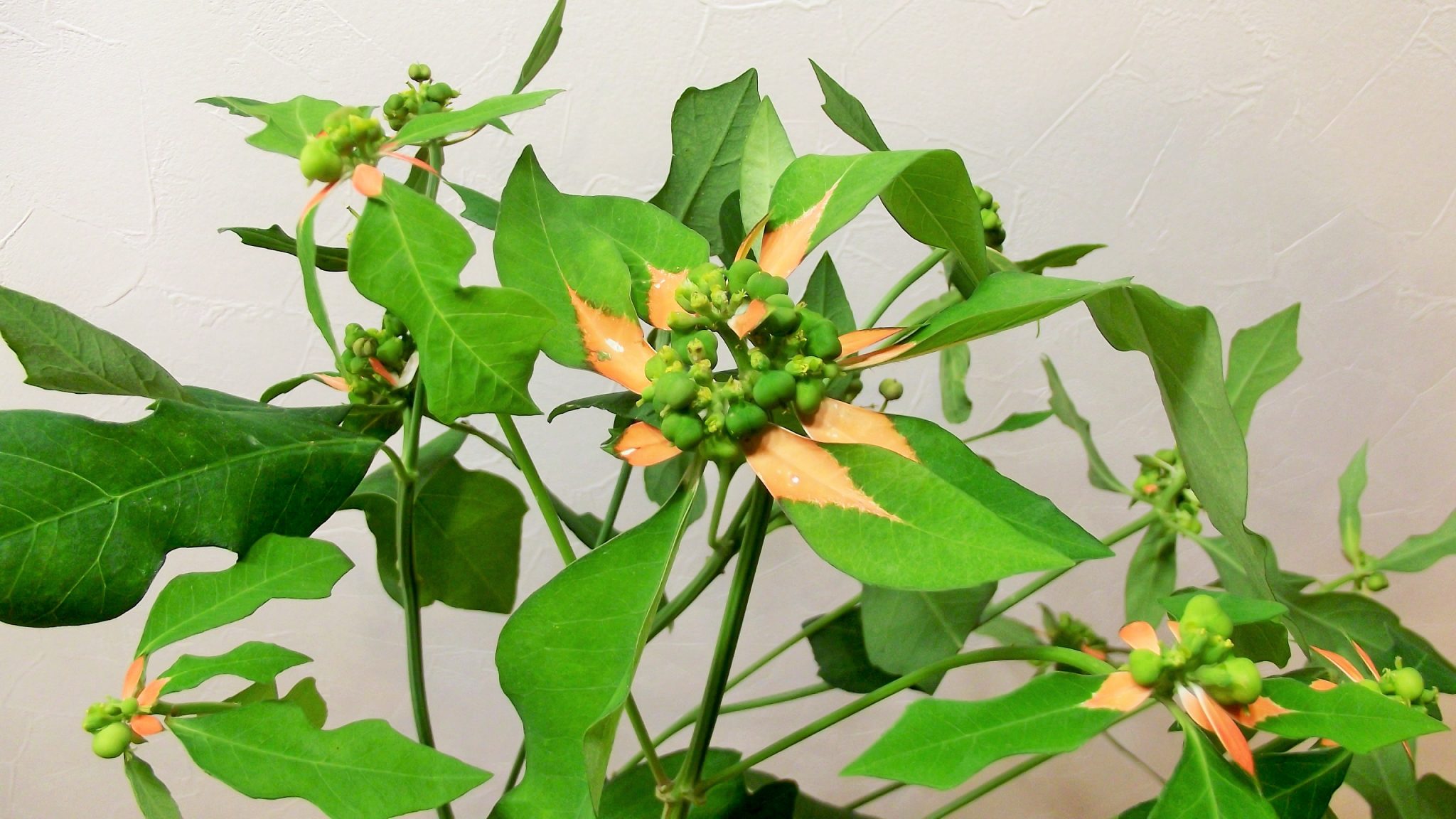 ポインセチア アニュアルポイン 帯広市 花屋 お花の事ならm S Flower