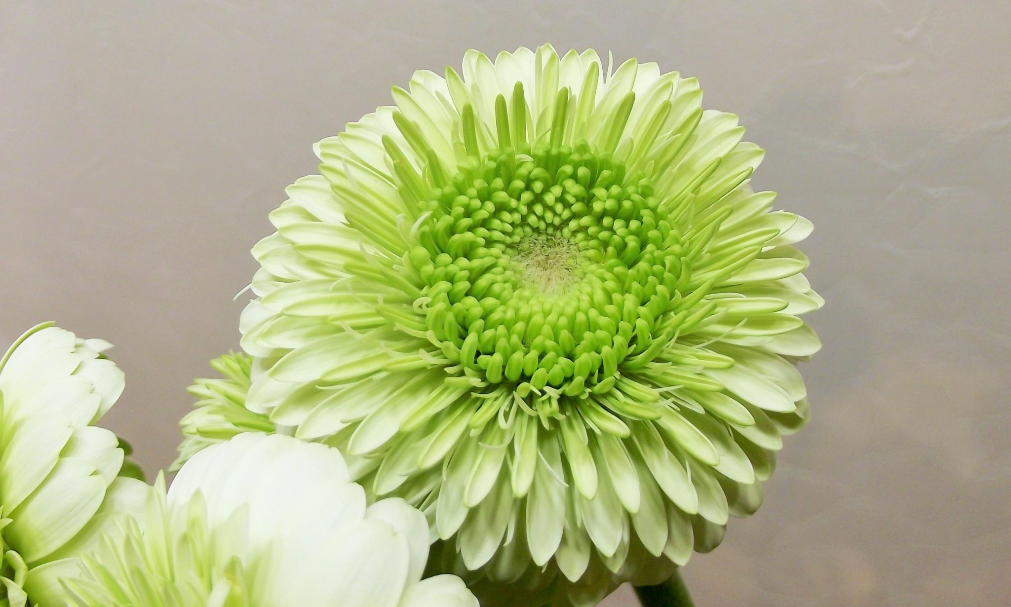 ガーベラ・ポンポン咲き | 帯広市・花屋 | お花の事ならM's flower