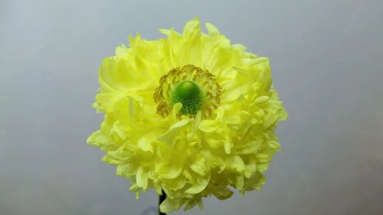 12月の花 春の花