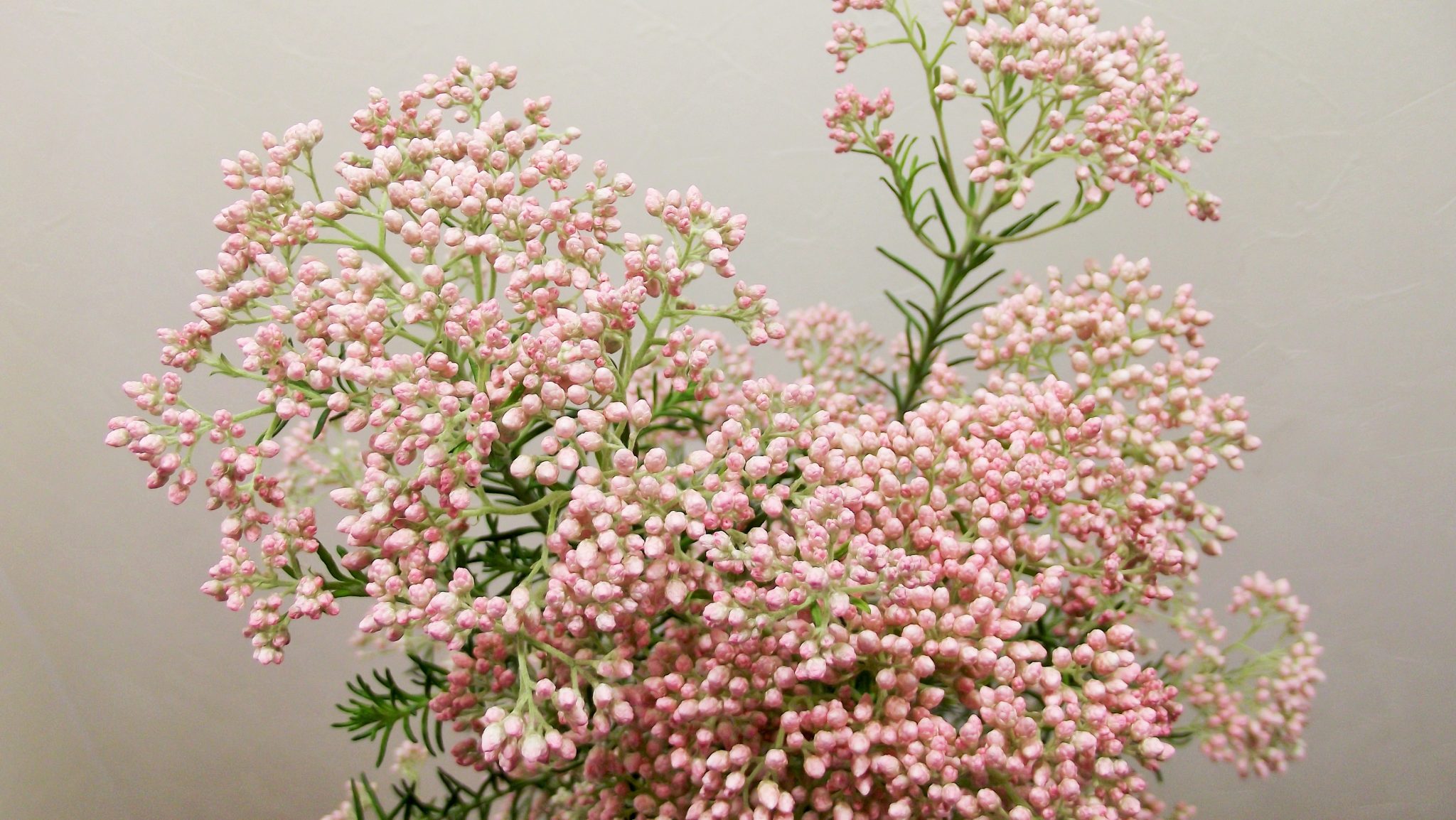 3月の花