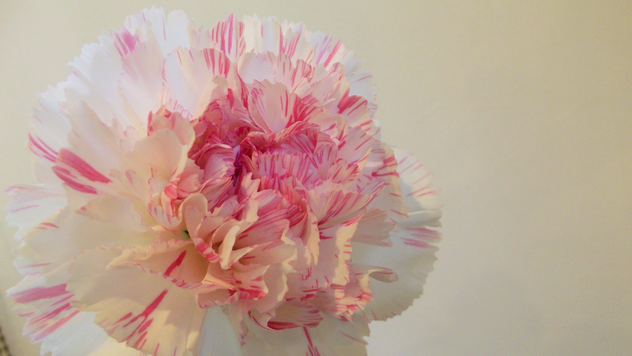 DSCF4855.jpg