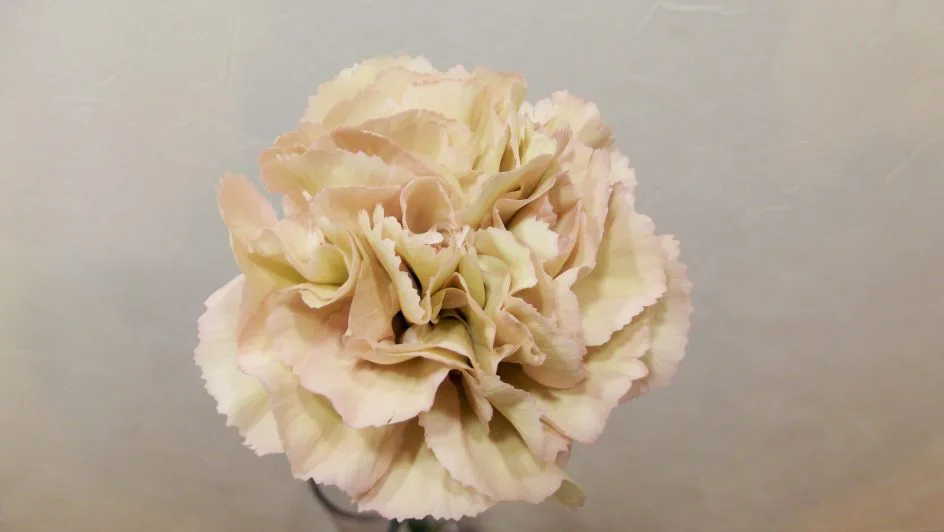 S T カーネーション クレオラ 帯広市 花屋 お花の事ならm S Flower S T カーネーション クレオラ 帯広市 花屋 お花の事ならm S Flower