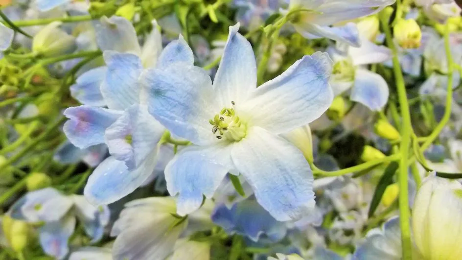 マリンブルー シフォンブルー 帯広市 花屋 お花の事ならm S Flower