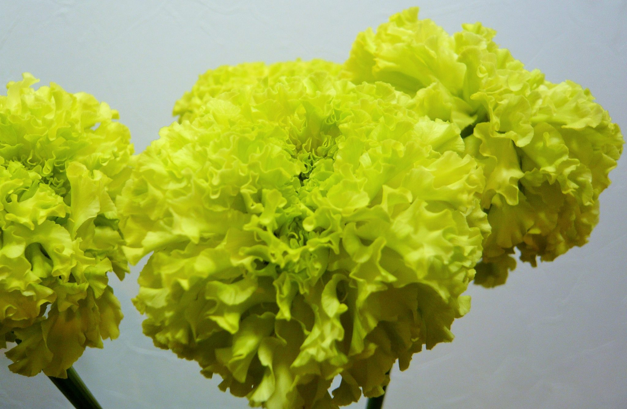 マリーゴールド・ライムグリーン | 帯広市・花屋 | お花の事ならM's flower