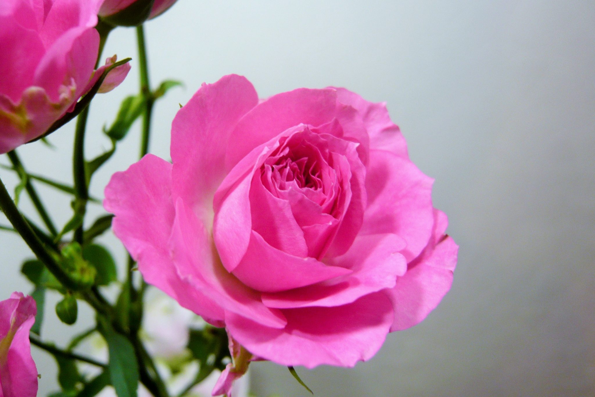 SPバラ・エンジェルローラ 帯広市・花屋 お花の事ならM's flower