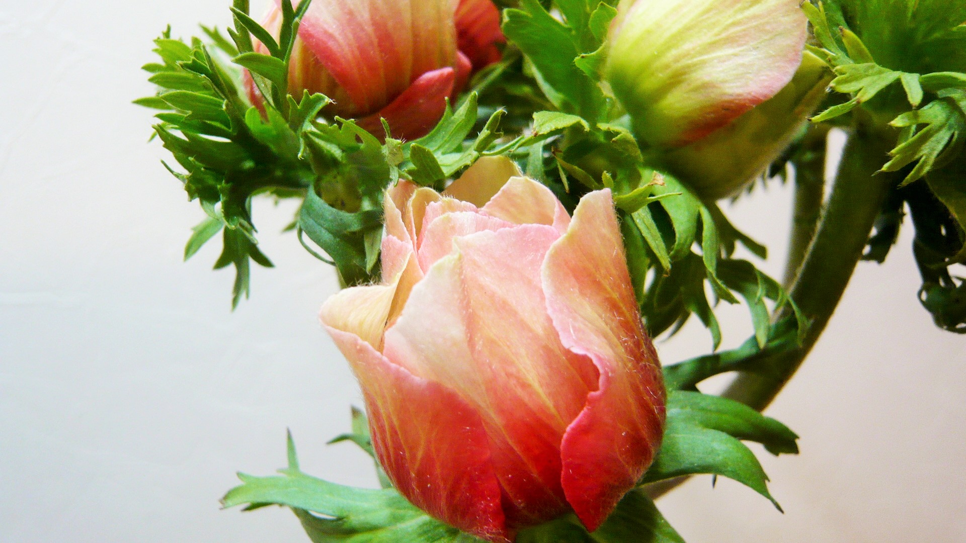 アネモネ レッドシェード 帯広市 花屋 お花の事ならm S Flower