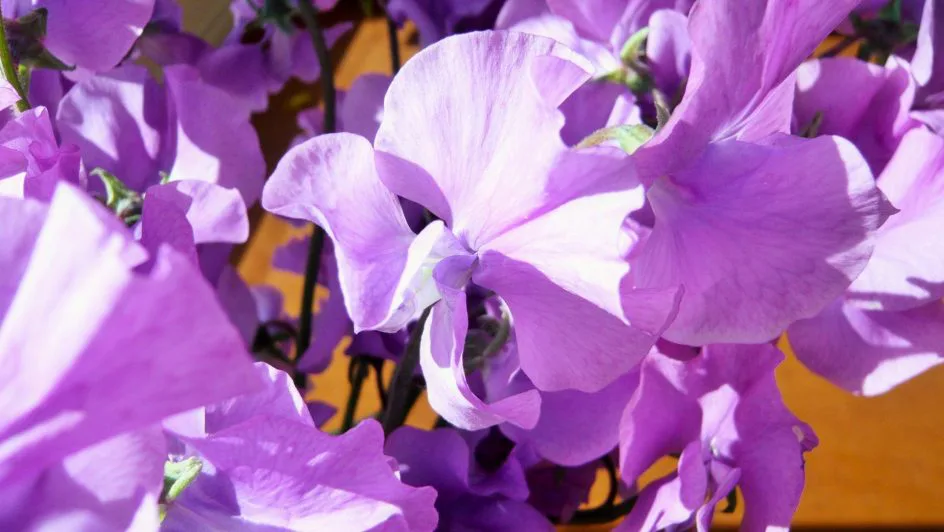 スイトピー おび紫 帯広市 花屋 お花の事ならm S Flower