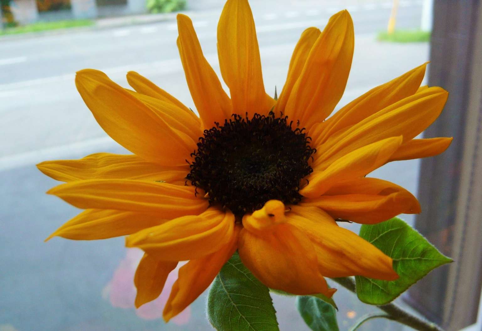 ヒマワリ・ビンセントネーブル 帯広市・花屋 お花の事ならM's flower