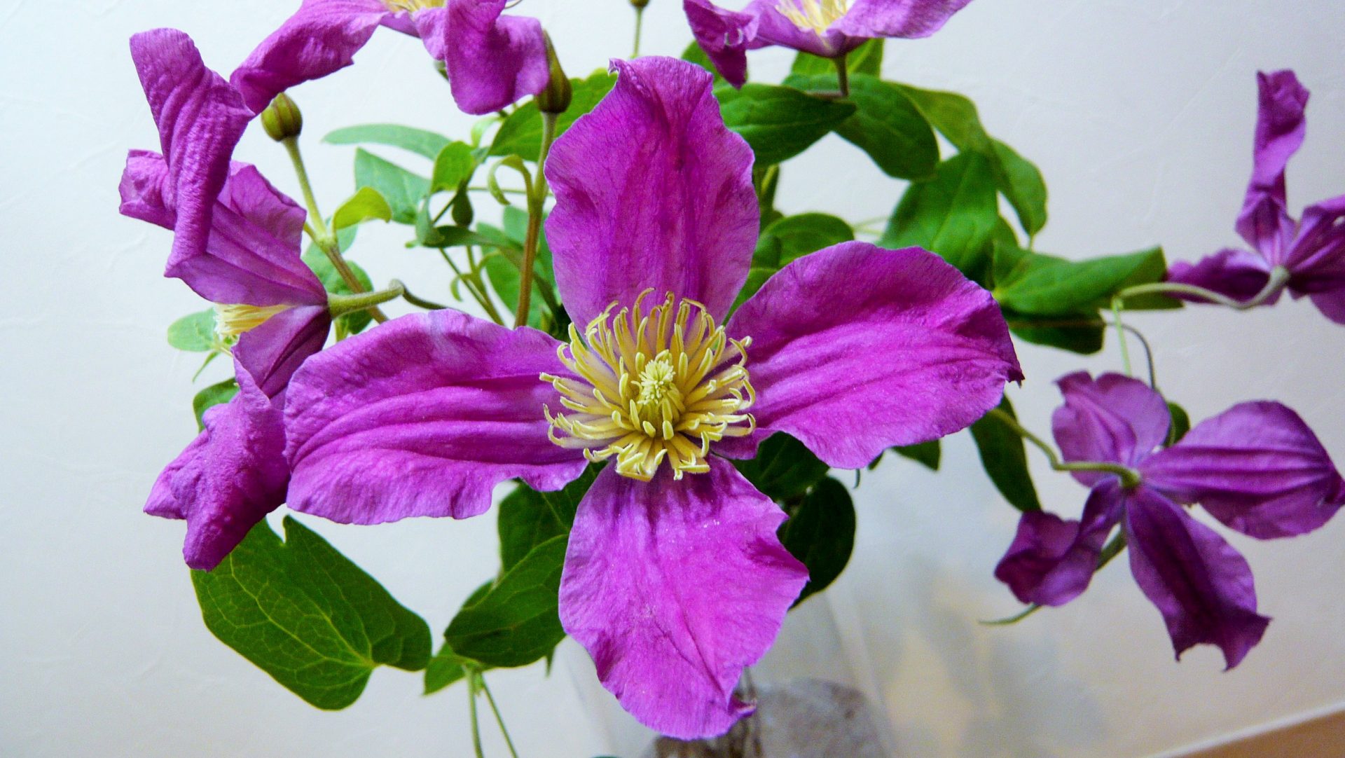 クレマチス・インスピレーション 帯広市・花屋 お花の事ならM's flower