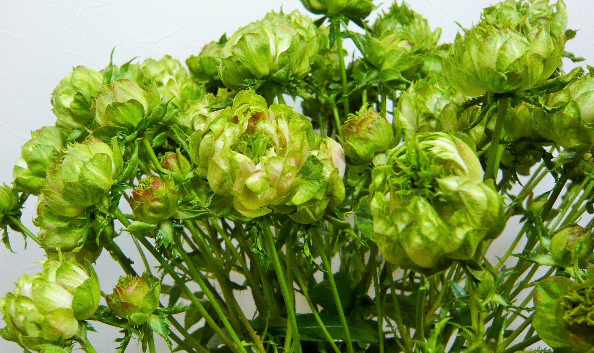 SPバラ・エルヴァレンジ 帯広市・花屋 お花の事ならM's flower