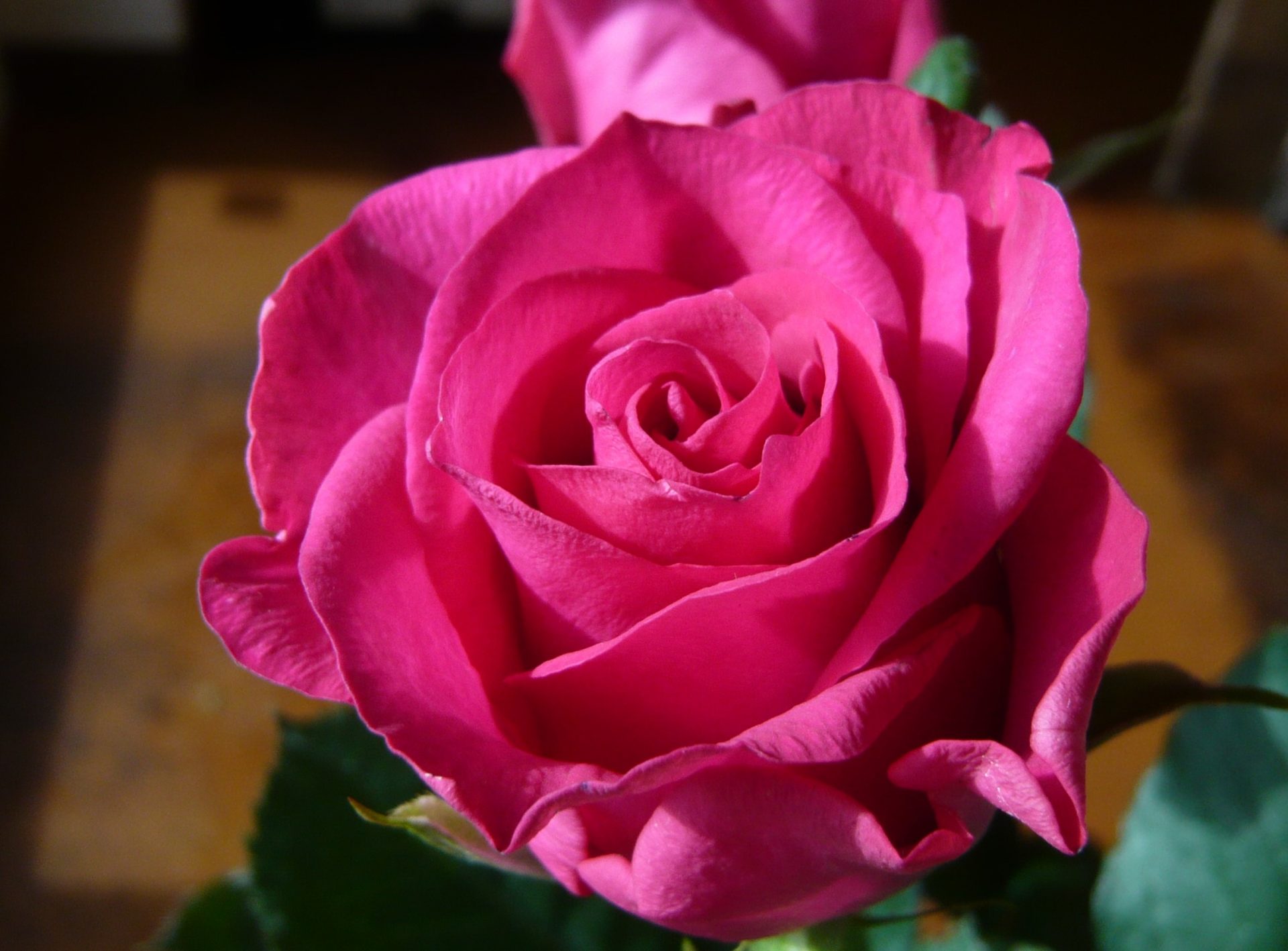 バラ ライラ 帯広市 花屋 お花の事ならm S Flower