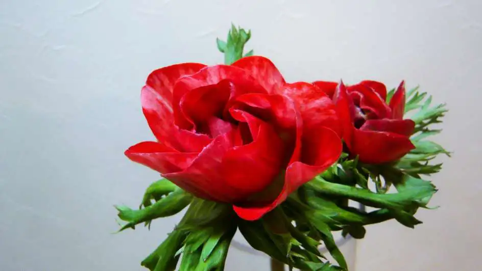 アネモネ レッド 帯広市 花屋 お花の事ならm S Flower