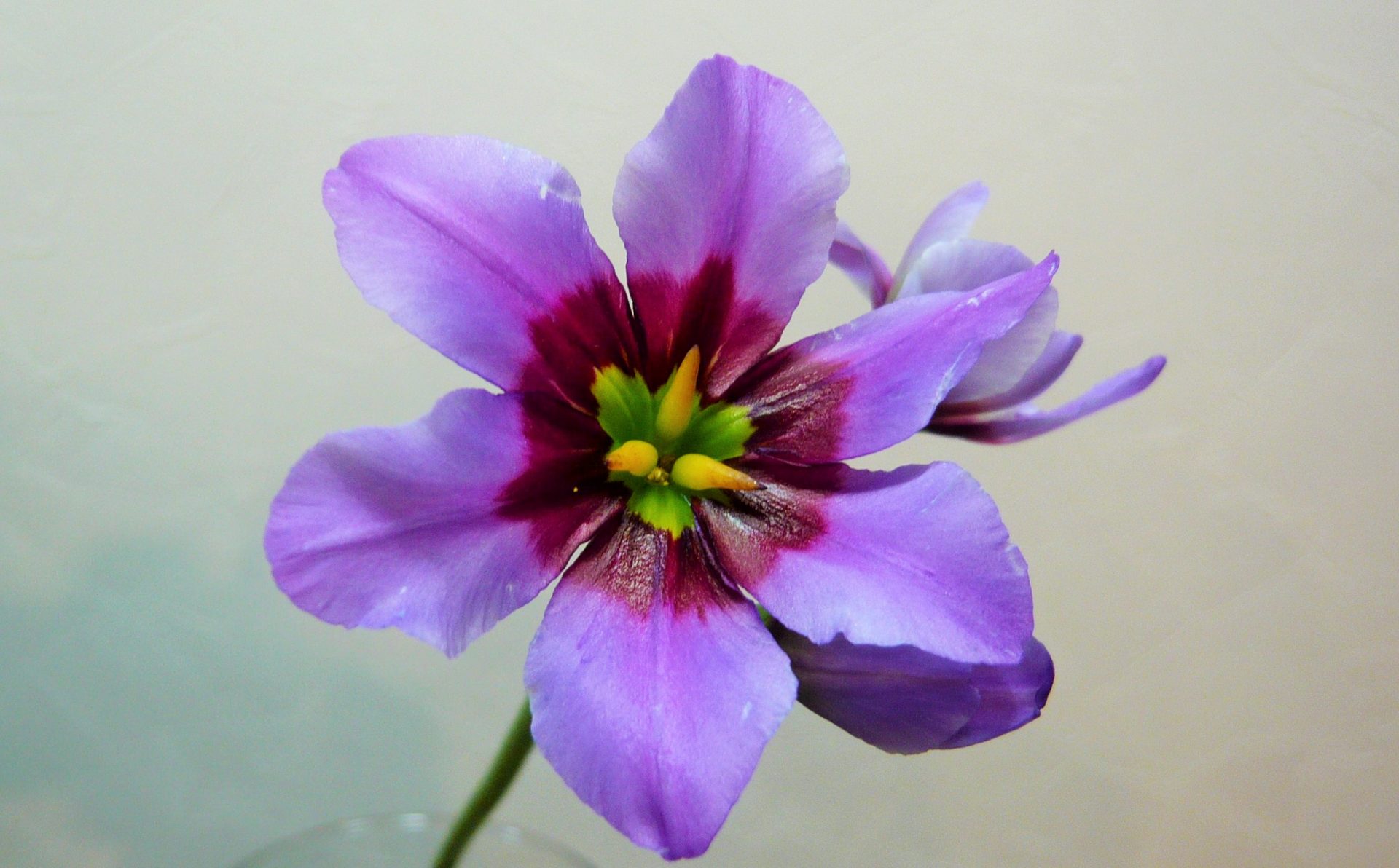 リューココリーネ・アンデス 帯広市・花屋 お花の事ならM's flower