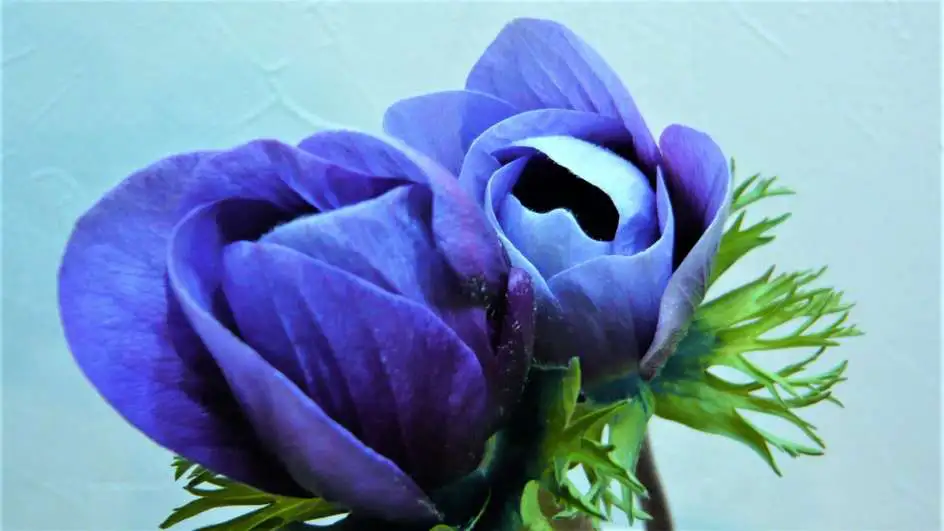 アネモネ ワインホワイト 帯広市 花屋 お花の事ならm S Flower