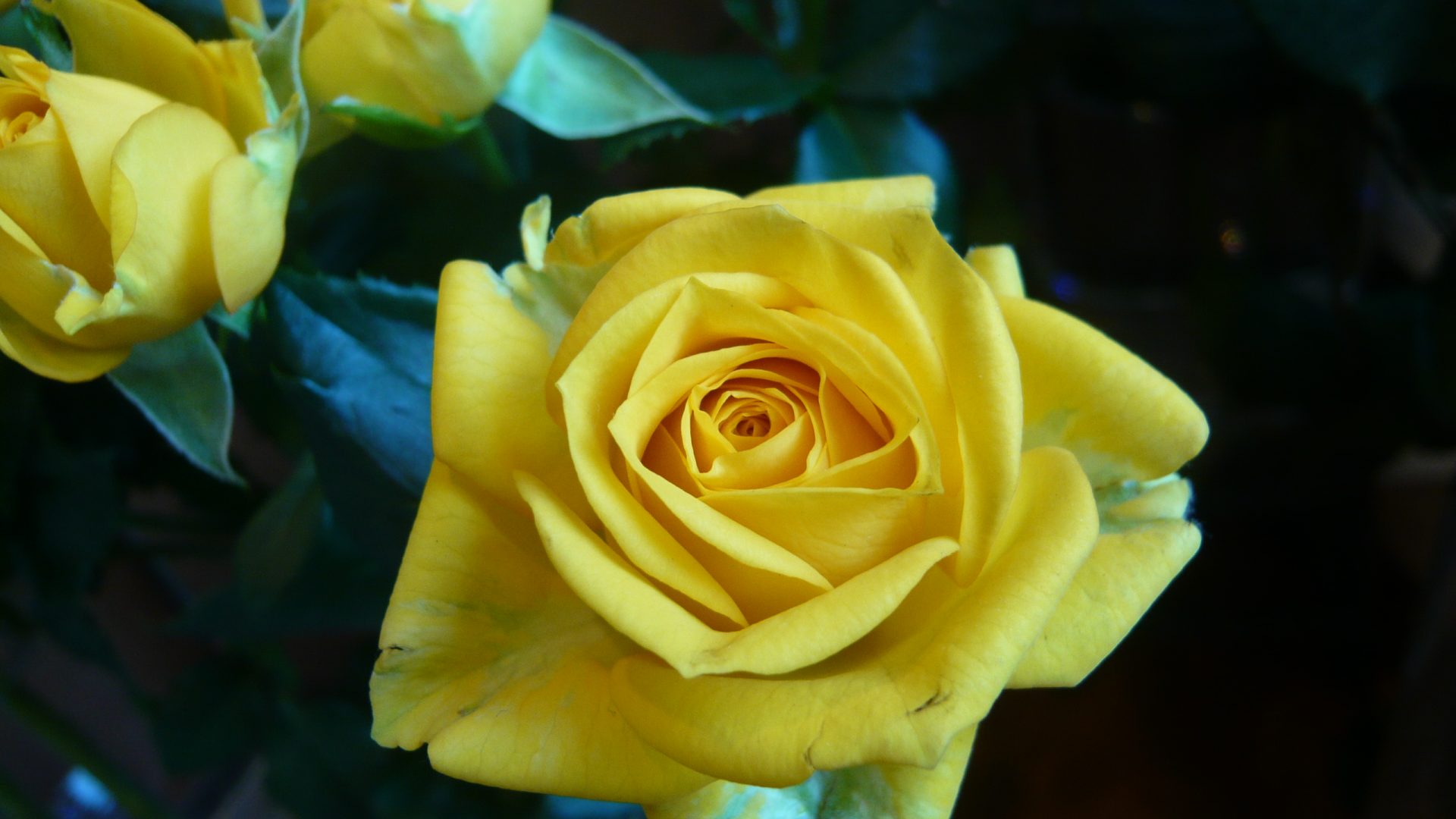 SPバラ・ゴールドダスト 帯広市・花屋 お花の事ならM's flower