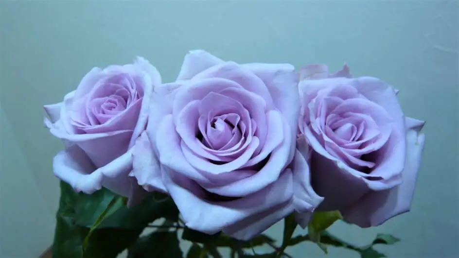 バラ・オーシャンソング | 帯広市・花屋 | お花の事ならM's flower