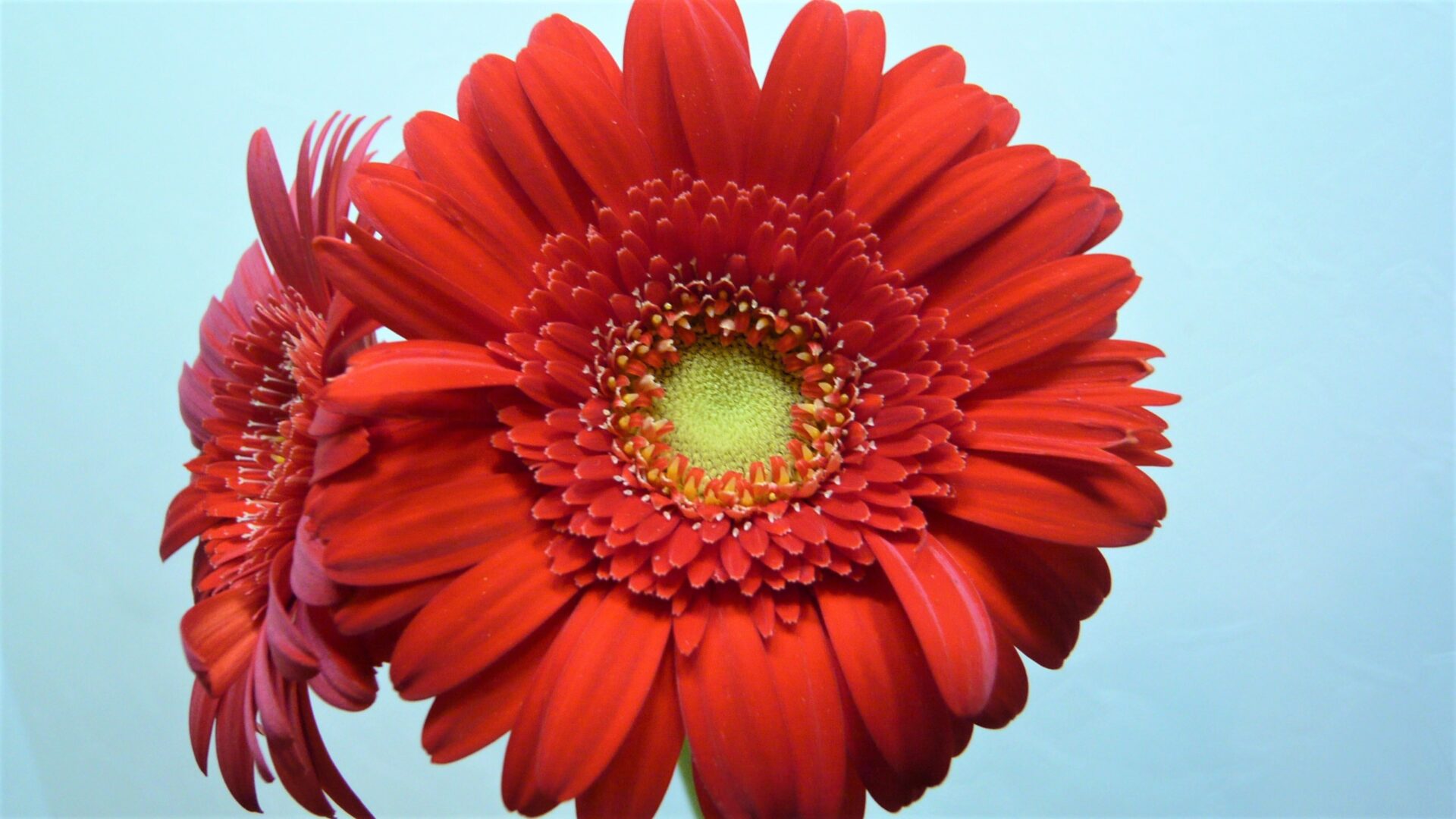 ガーベラ・ケチャップ | 帯広市・花屋 | お花の事ならM's flower