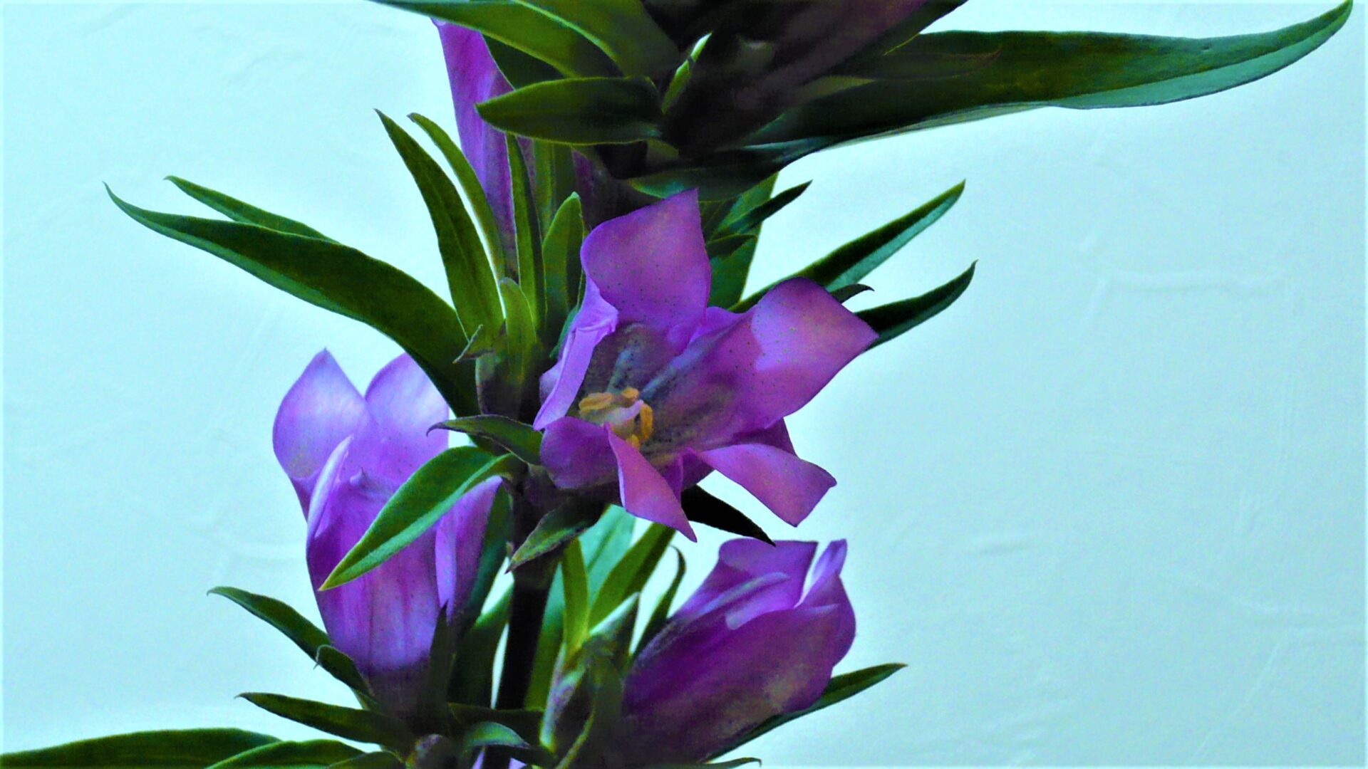 ササリンドウ・北の紅姫 帯広市・花屋 お花の事ならM's flower