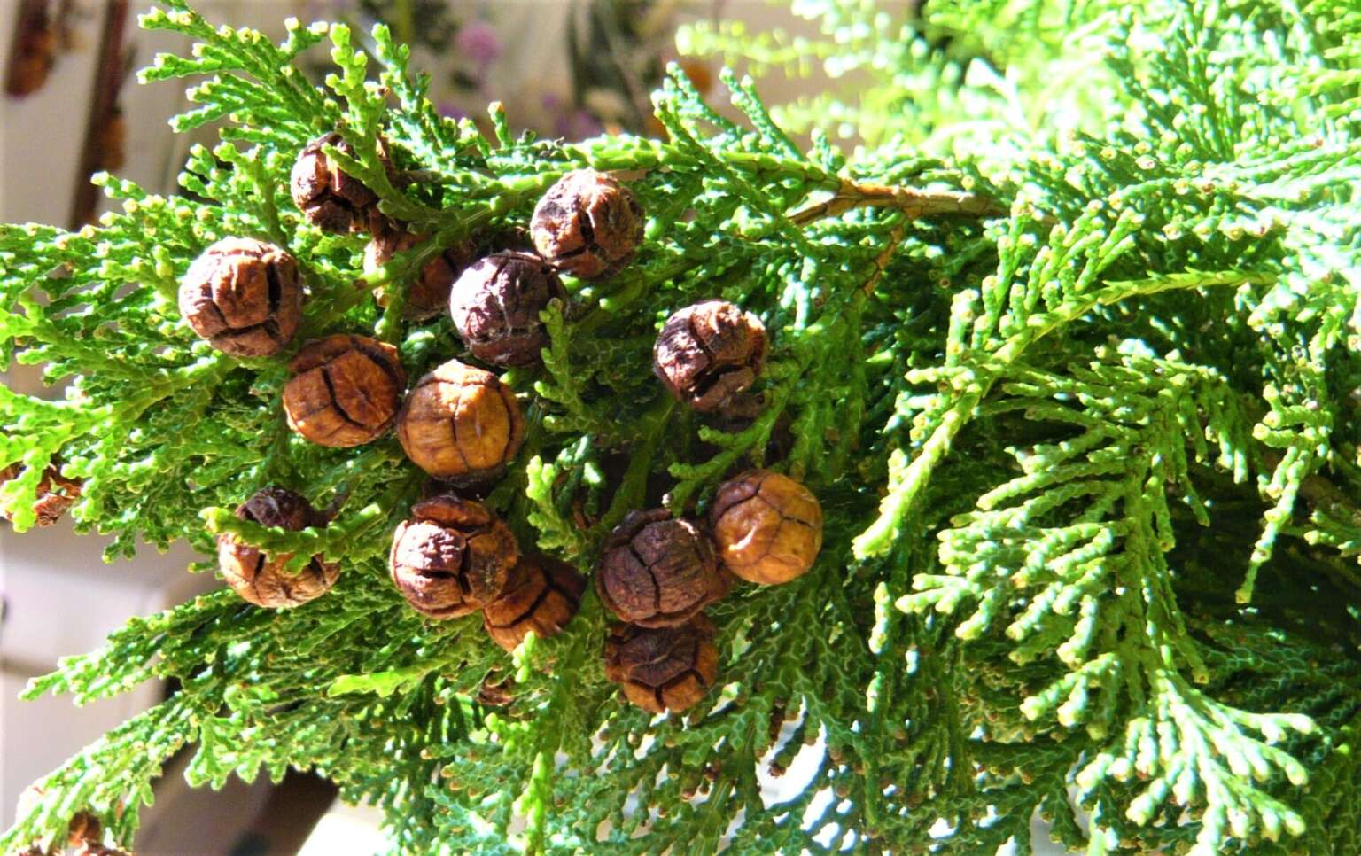 ヒノキ(実付き) 帯広市・花屋 お花の事ならM's flower