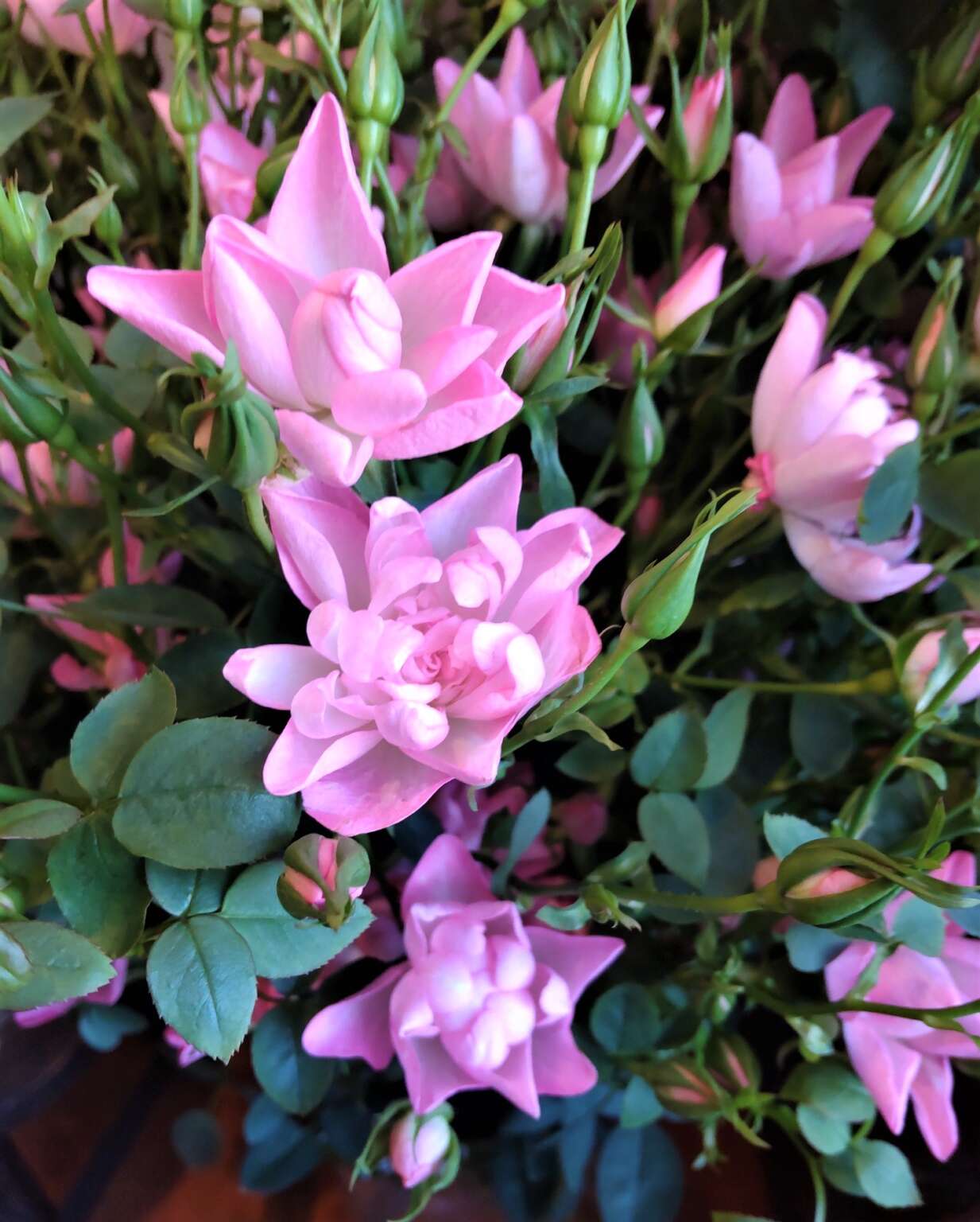 SPバラ・ユリア 帯広市・花屋 お花の事ならM's flower