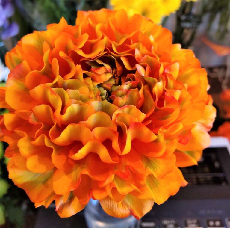 ラナンキュラス・ポンポン ガーフィールド 帯広市・花屋 お花の事ならM's flower