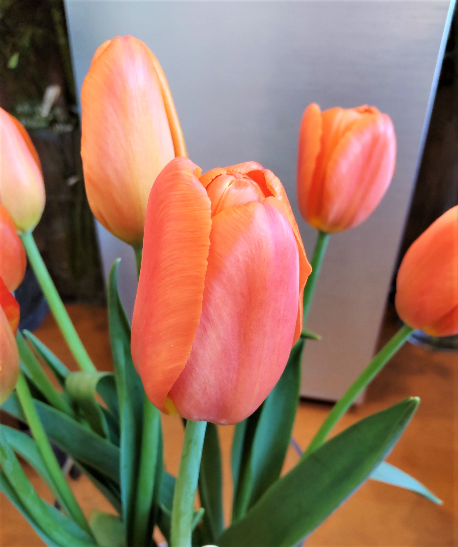 チューリップ・オレンジジュース 帯広市・花屋 お花の事ならM's flower