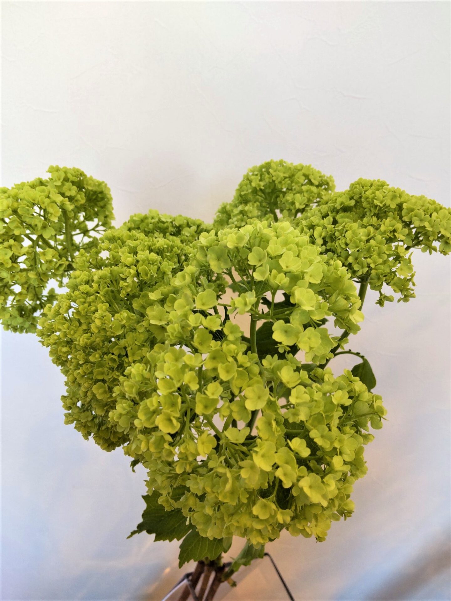 ビバーナム・スノーボール 帯広市・花屋 お花の事ならM's flower