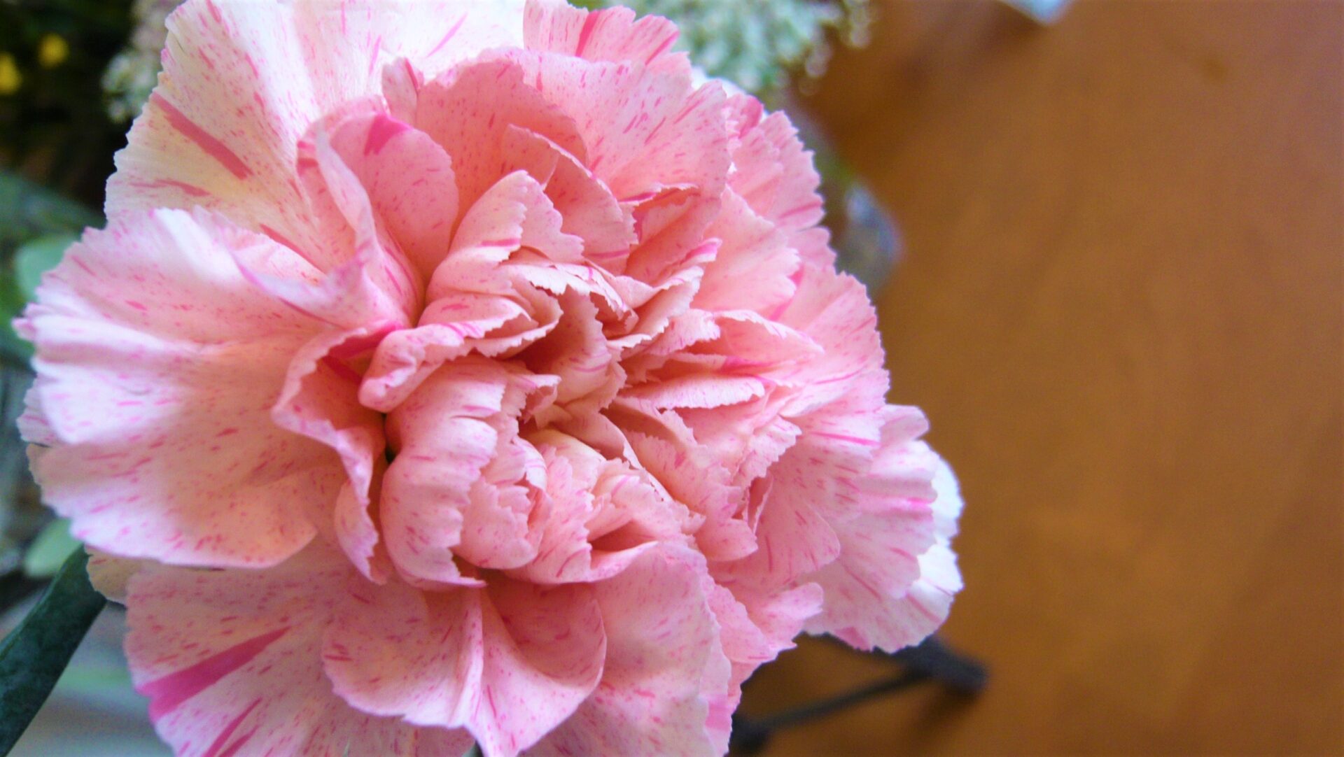 STカーネーション・サクラミナミ 帯広市・花屋 お花の事ならM's flower