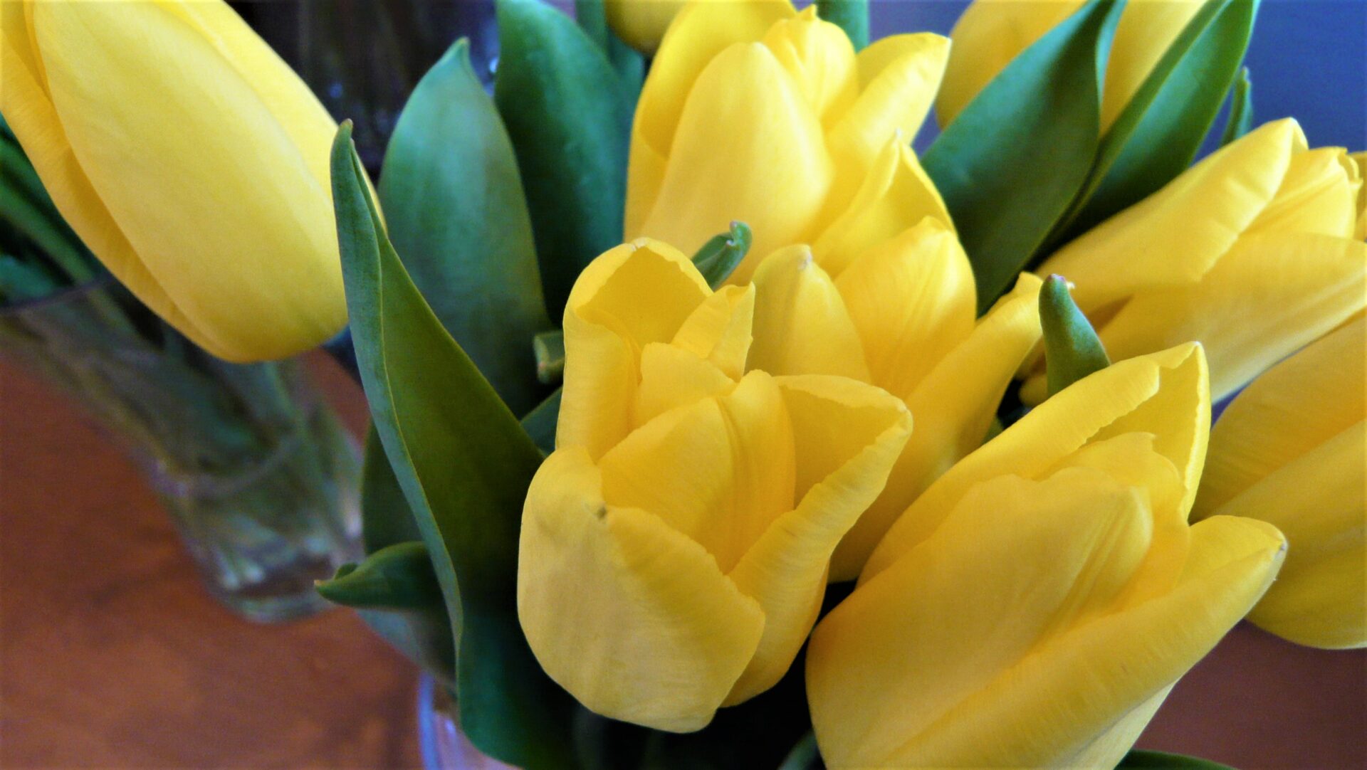 チューリップ・ユミコ 帯広市・花屋 お花の事ならM's flower