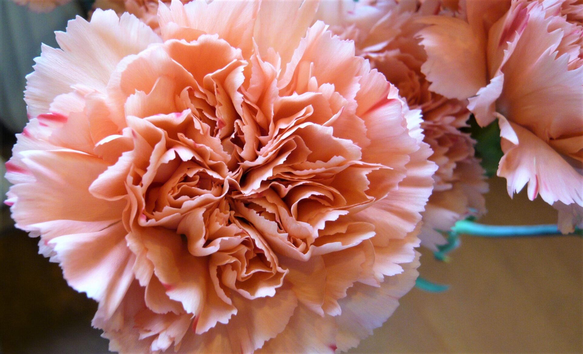 STカーネーション・リフレッシュ 帯広市・花屋 お花の事ならM's flower