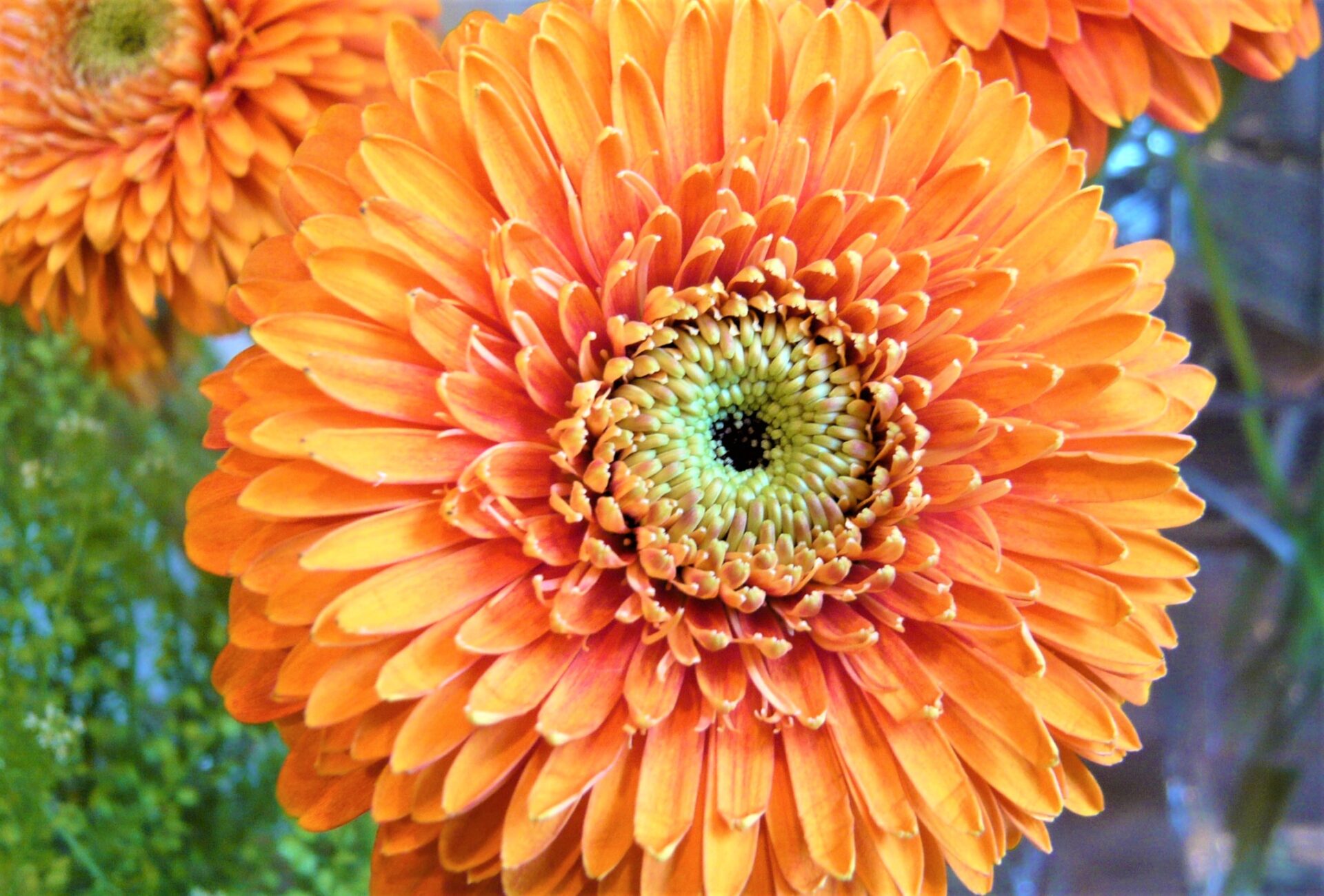 【専用】お花カービングとローゼンジ ガーベラ・オルセン | 帯広市・花屋 | お花の事ならM's flower