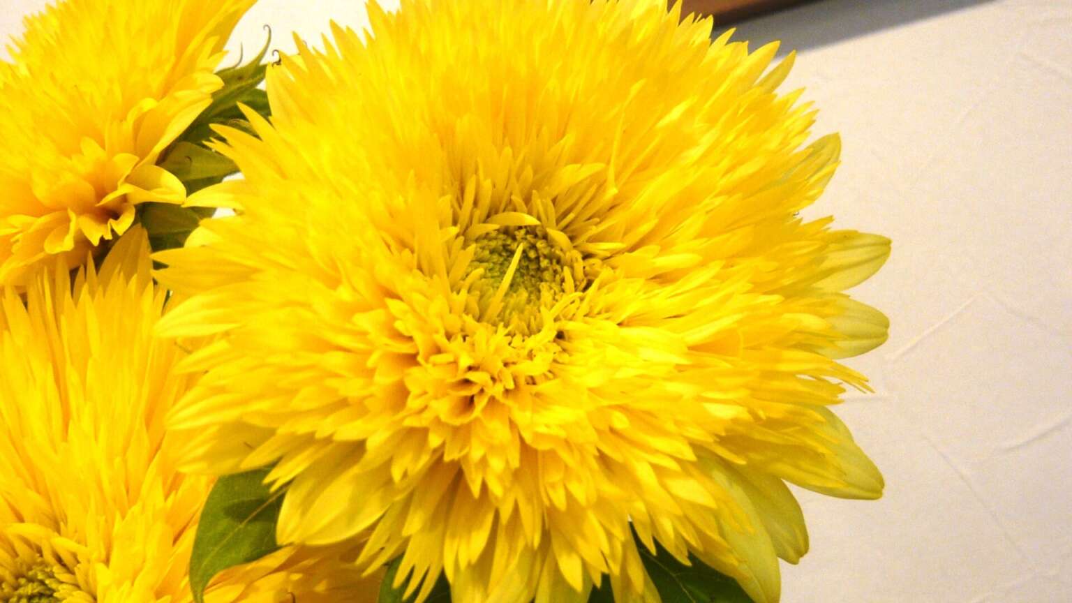 ヒマワリ・レモネード 帯広市・花屋 お花の事ならM's flower