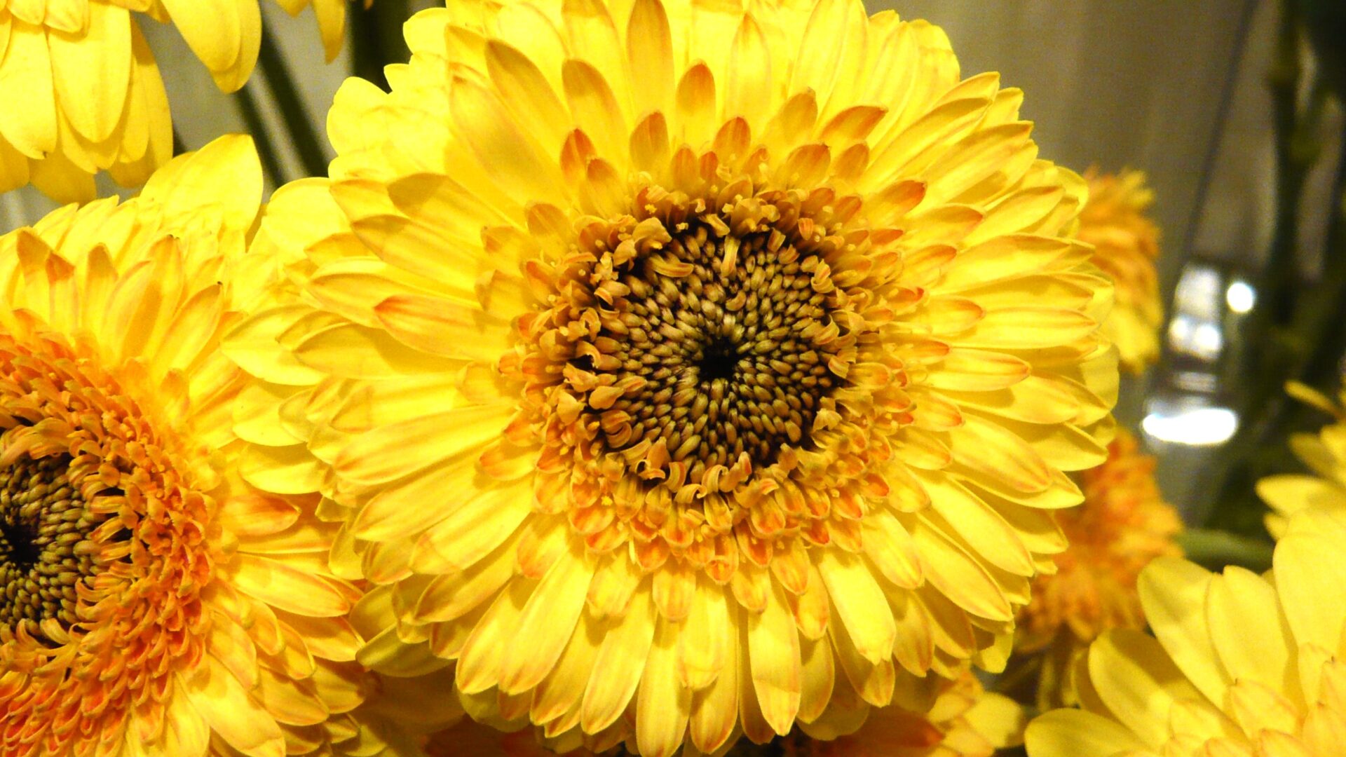 ガーベラ・コメット 帯広市・花屋 お花の事ならM's flower