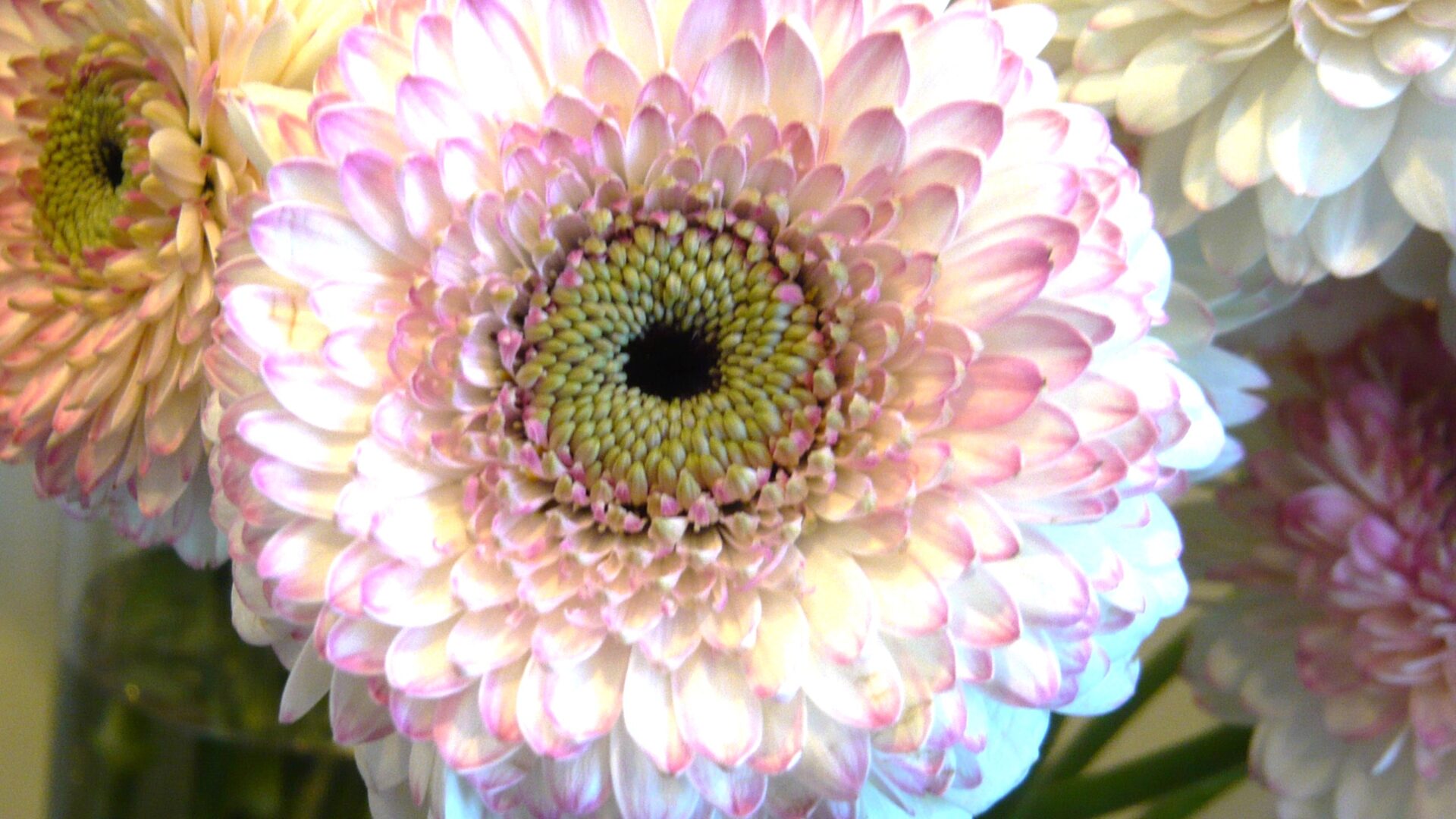 ガーベラ・リサリサ | 帯広市・花屋 | お花の事ならM's flower