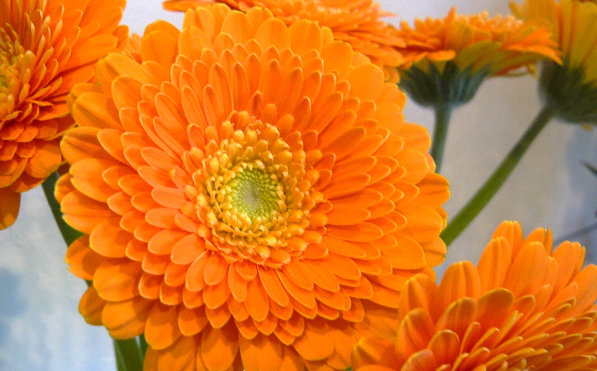 ガーベラ・ファンタ 帯広市・花屋 お花の事ならM's flower