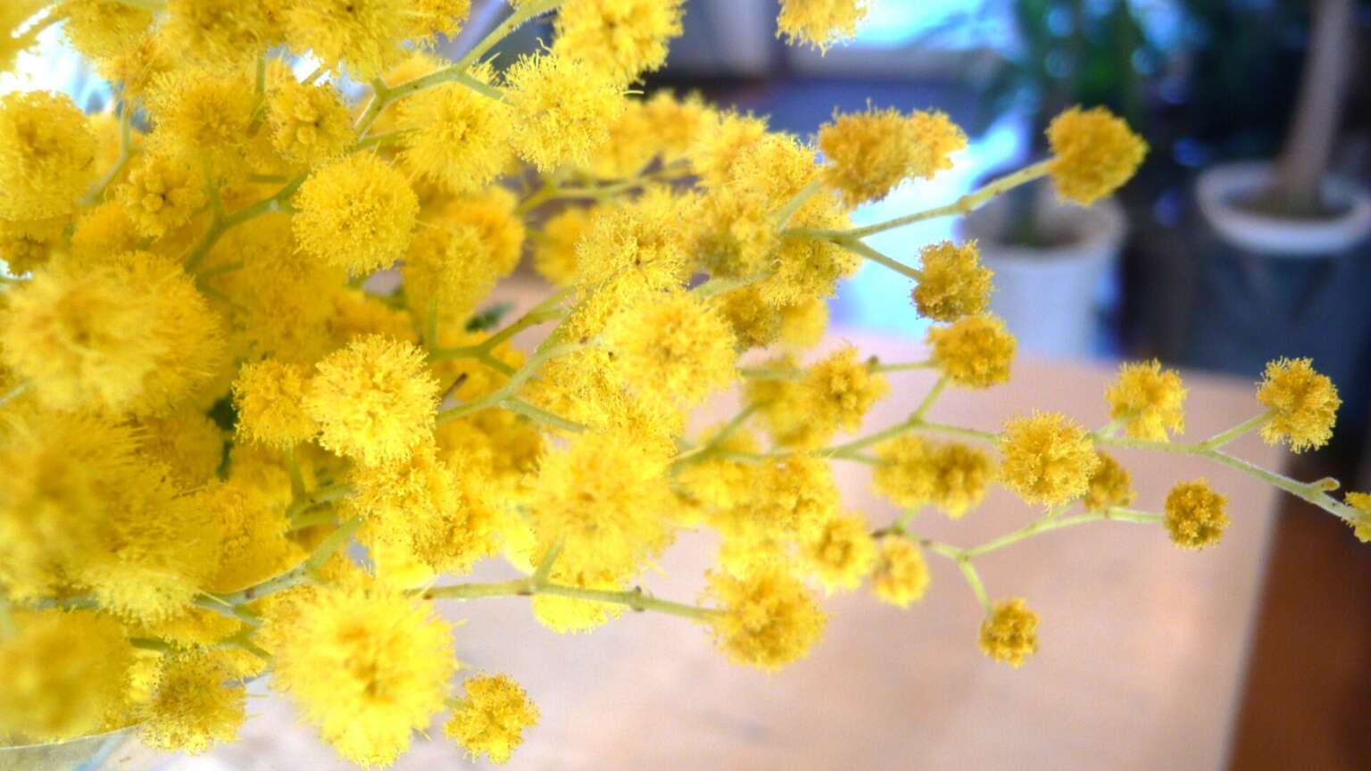 アカシア・フサアカシア(ミモザ） 帯広市・花屋 お花の事ならM's flower