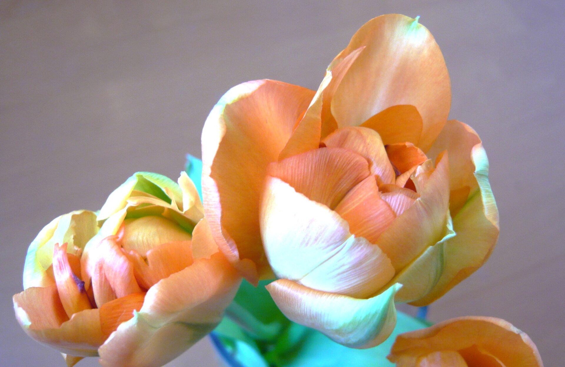 チューリップ・ディズニーランドパリ 帯広市・花屋 お花の事ならM's flower