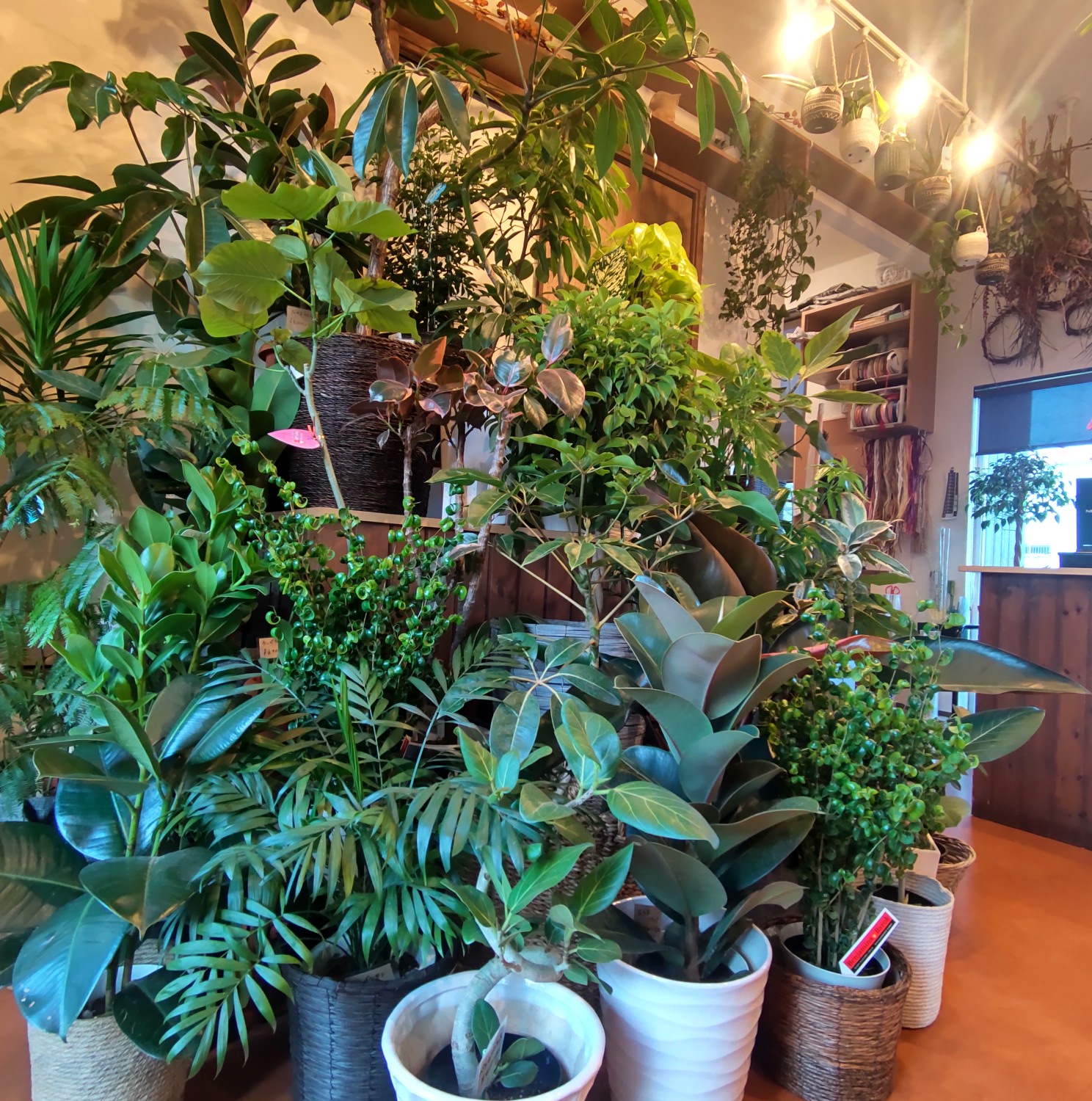 ☆観葉植物入荷状況～6/25現在～