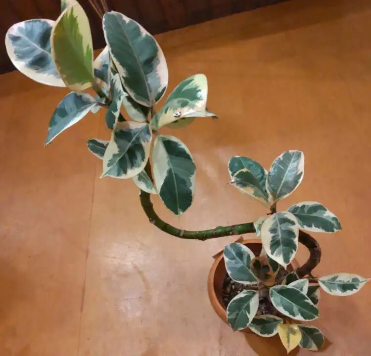 ☆観葉植物入荷状況～6/25現在～