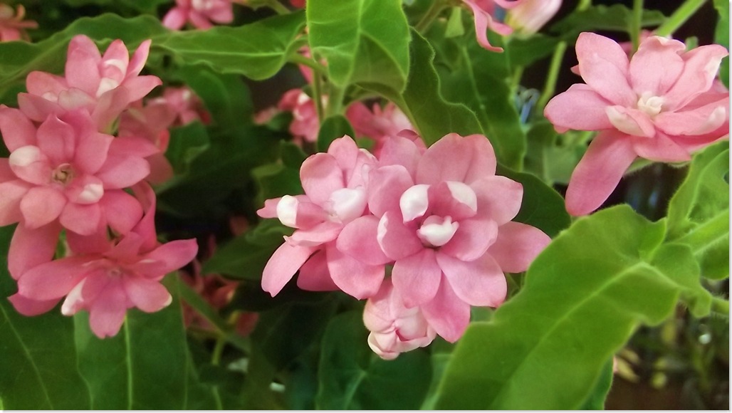 オキシペタラム　ピンク オキシペタラム・ピンクラブリー | 帯広市・花屋 | お花の事ならM's flower