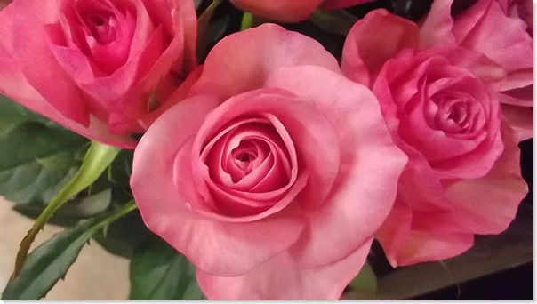 バラ・プリンセスメグ | 帯広市・花屋 | お花の事ならM's flower